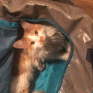 Meet your Posher, Lowe